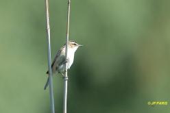 Phragmite des joncs